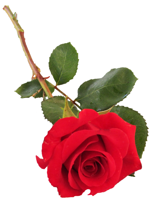 rose red single stem