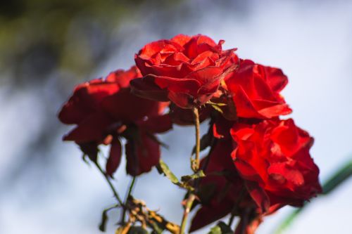 rose roses red