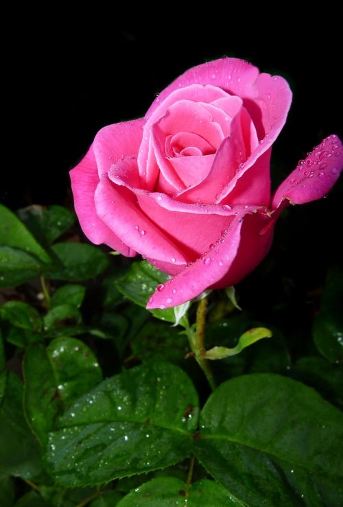 rose bud in rain