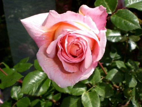 rose roses flowers