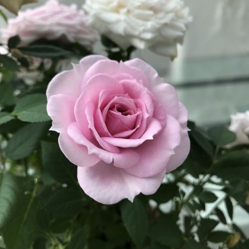 rose flower plant