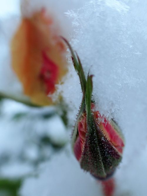 rose bud winter