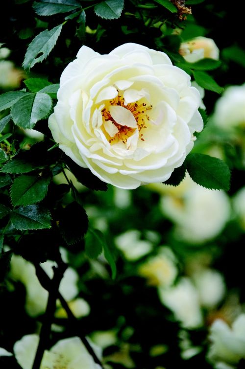 rose flower london