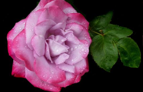 rose mauve pink