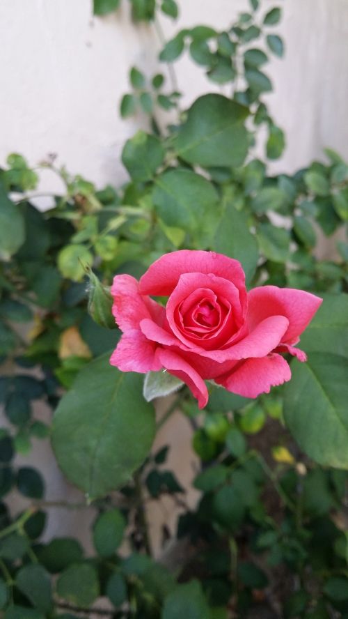rose pink rose flower