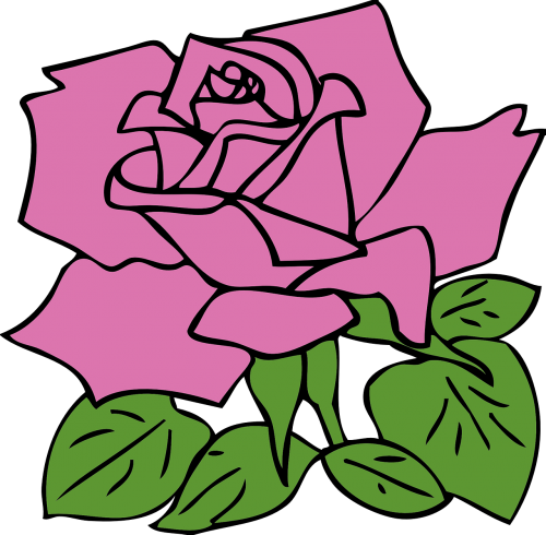 rose pink flower