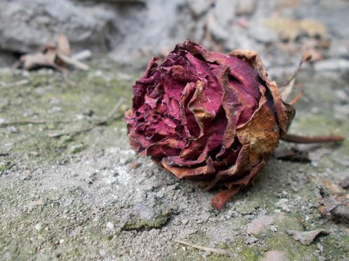 rose withered wildflower