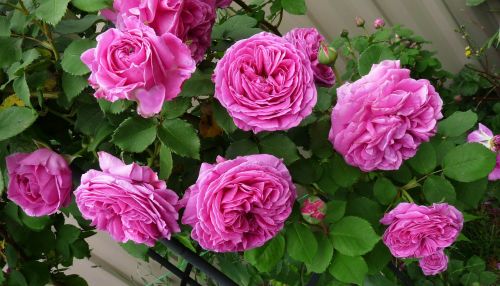 rose climbing pink