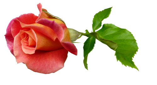 rose bud stem