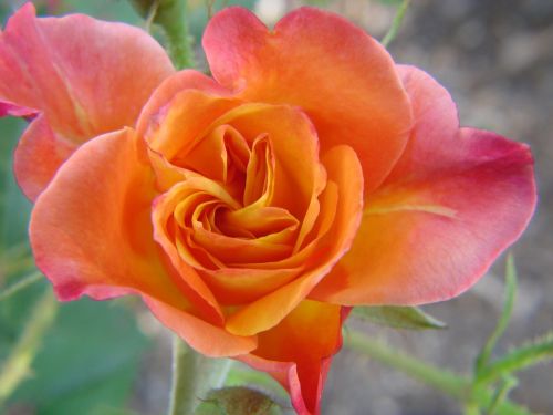 rose peach bloom