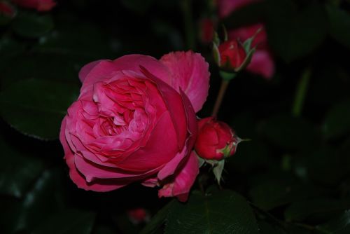 rose dark evening