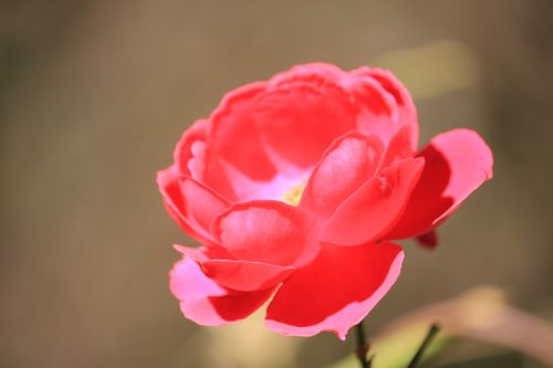 rose flowers red flowers