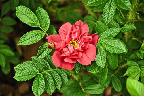 rose flower leaves