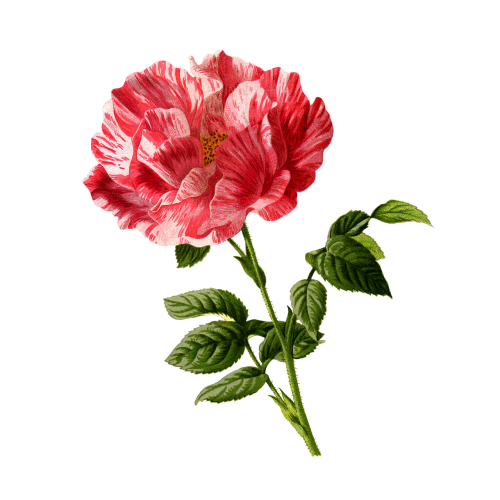 rose flower vintage