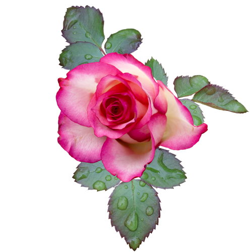 rose rose bloom pink