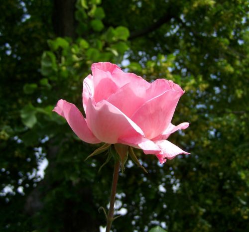 rose pink flower garden