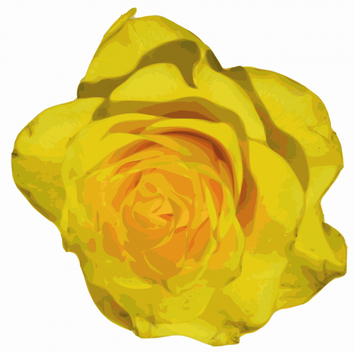 rose yellow flower