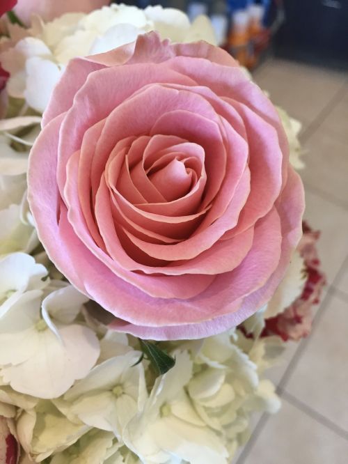 rose flower romantic