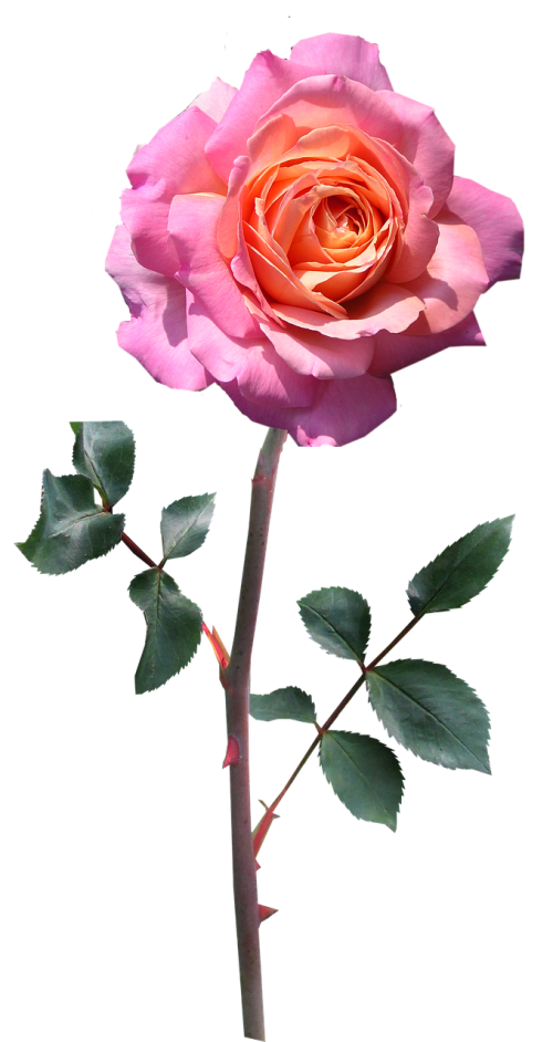 rose stem pink