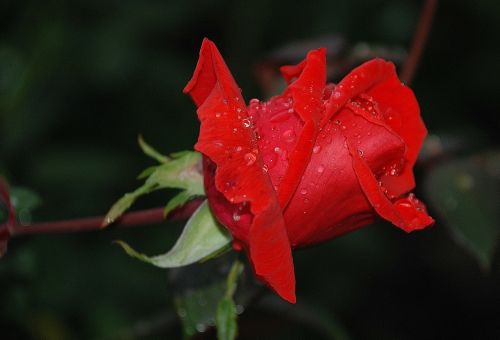 rose rosaceae flower