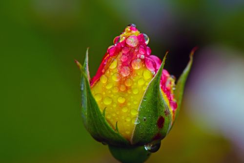 rose rain raindrop