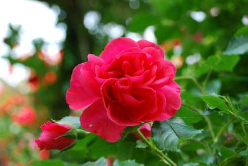 rose red romantic