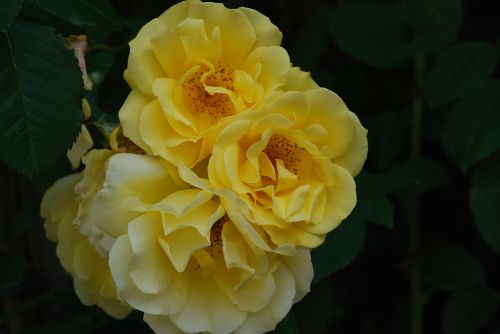 rose yellow blossom