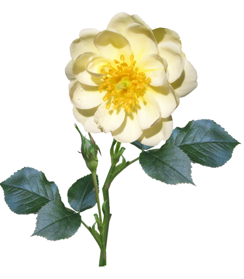 rose stem single