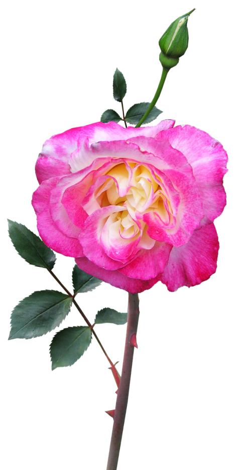 rose stem flower