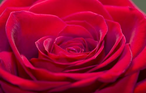rose closeup flower