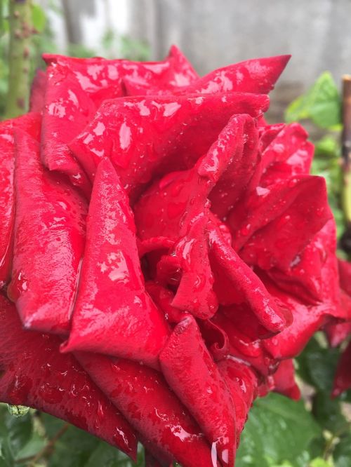 rose after the rain red