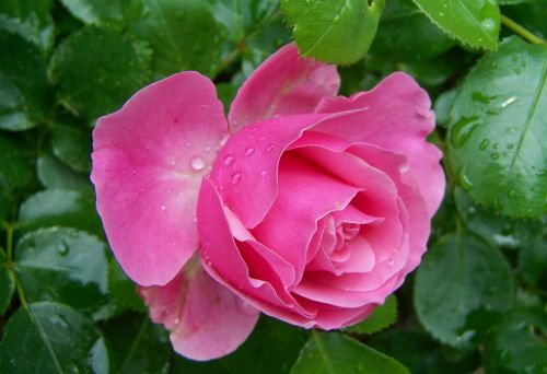 rose pink flower flower garden