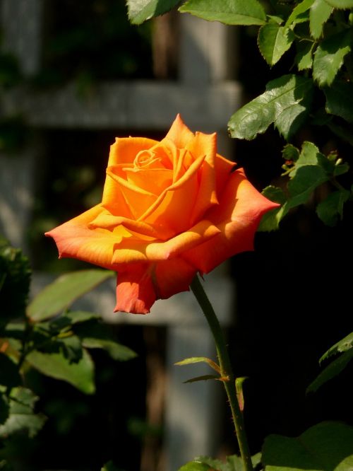 rose orange flora