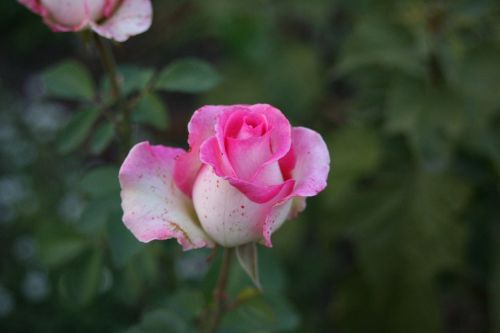 rose flower beautiful flower