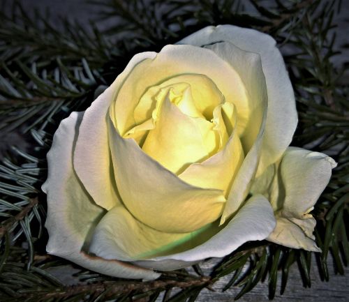 rose floribunda single bloom