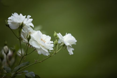 rose nature blossom