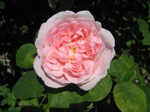 rose pink petal