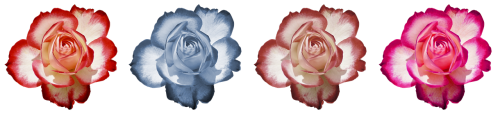 rose flower rose blooms