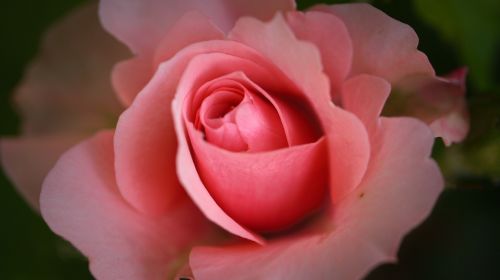 rose blossom bloom