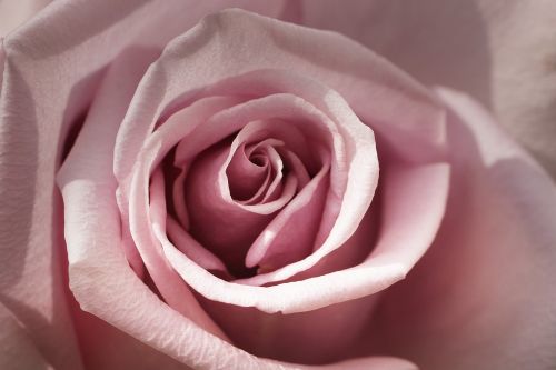 rose lilac nature