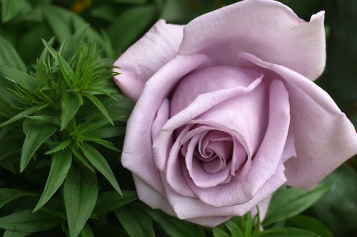rose lilac nature