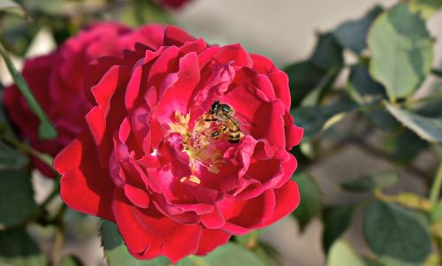 rose flower honey bee