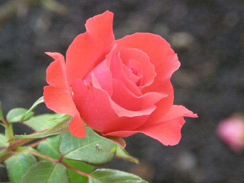 rose floribunda romantic