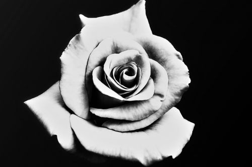 rose black and white white