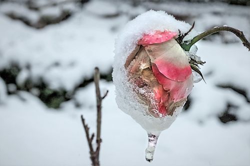 rose anemone blanda winter rose