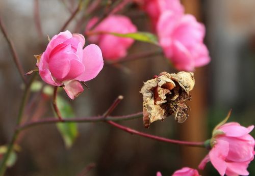 rose autumn flower