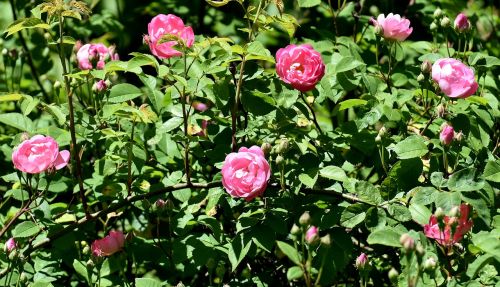 rose wild rose pink