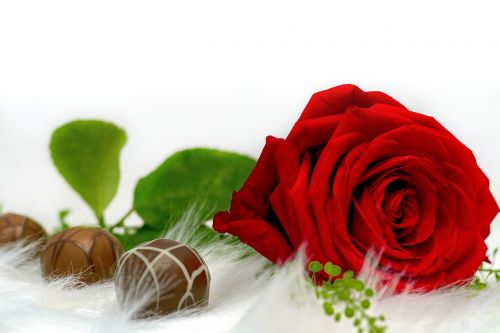 rose chocolate love