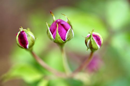 rose flower flower bud