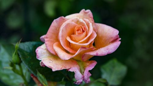 rose rose bloom floribunda